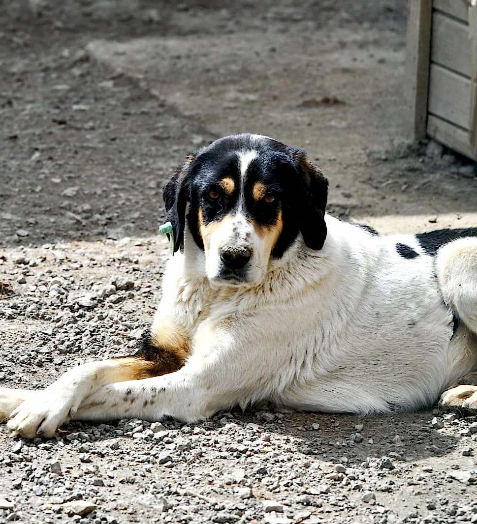 YILDIZ :)