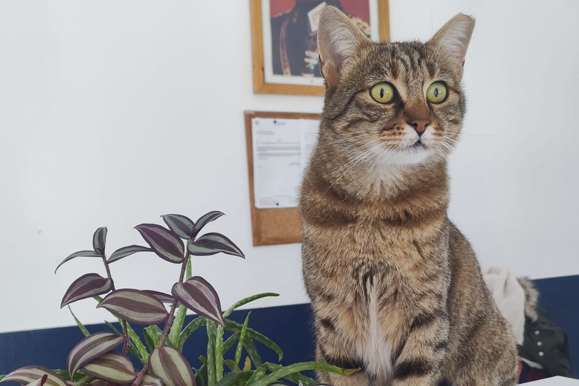 Özel Bakım Kedi