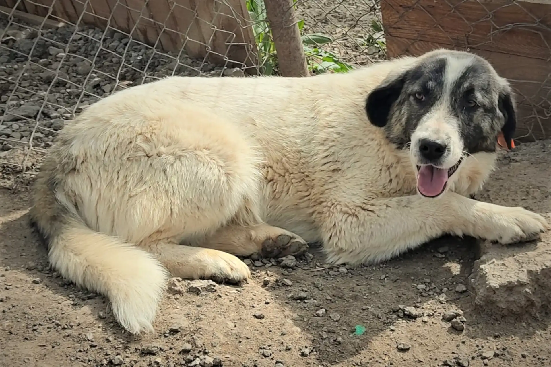 Köpek Sahiplenme