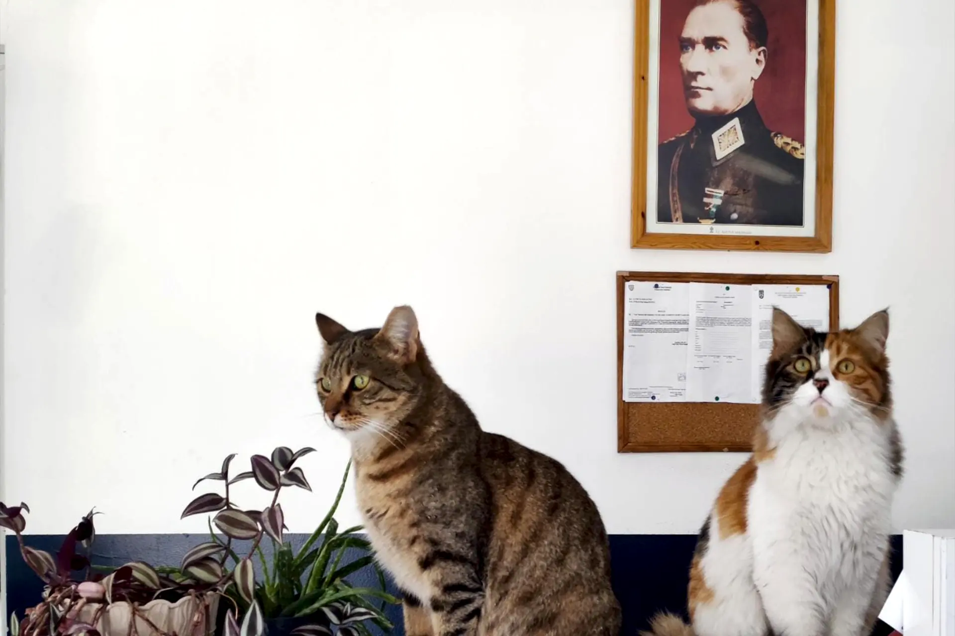 Kedi Sahiplenme